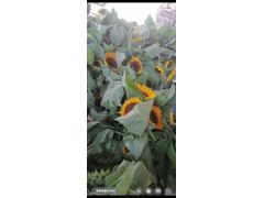 成都向日葵批发图1