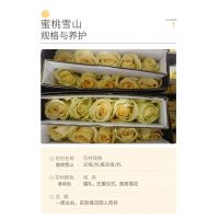 香槟玫瑰批发蜜桃雪山